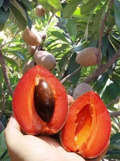 মাম্মি সবেদা