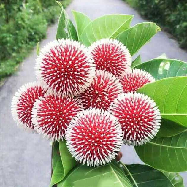 Anthocephalus chinensis ( চায়না কদম চারা )