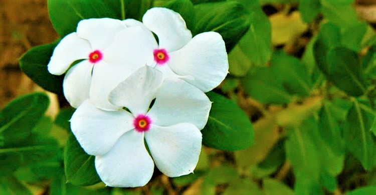 নয়নতারা ফুল