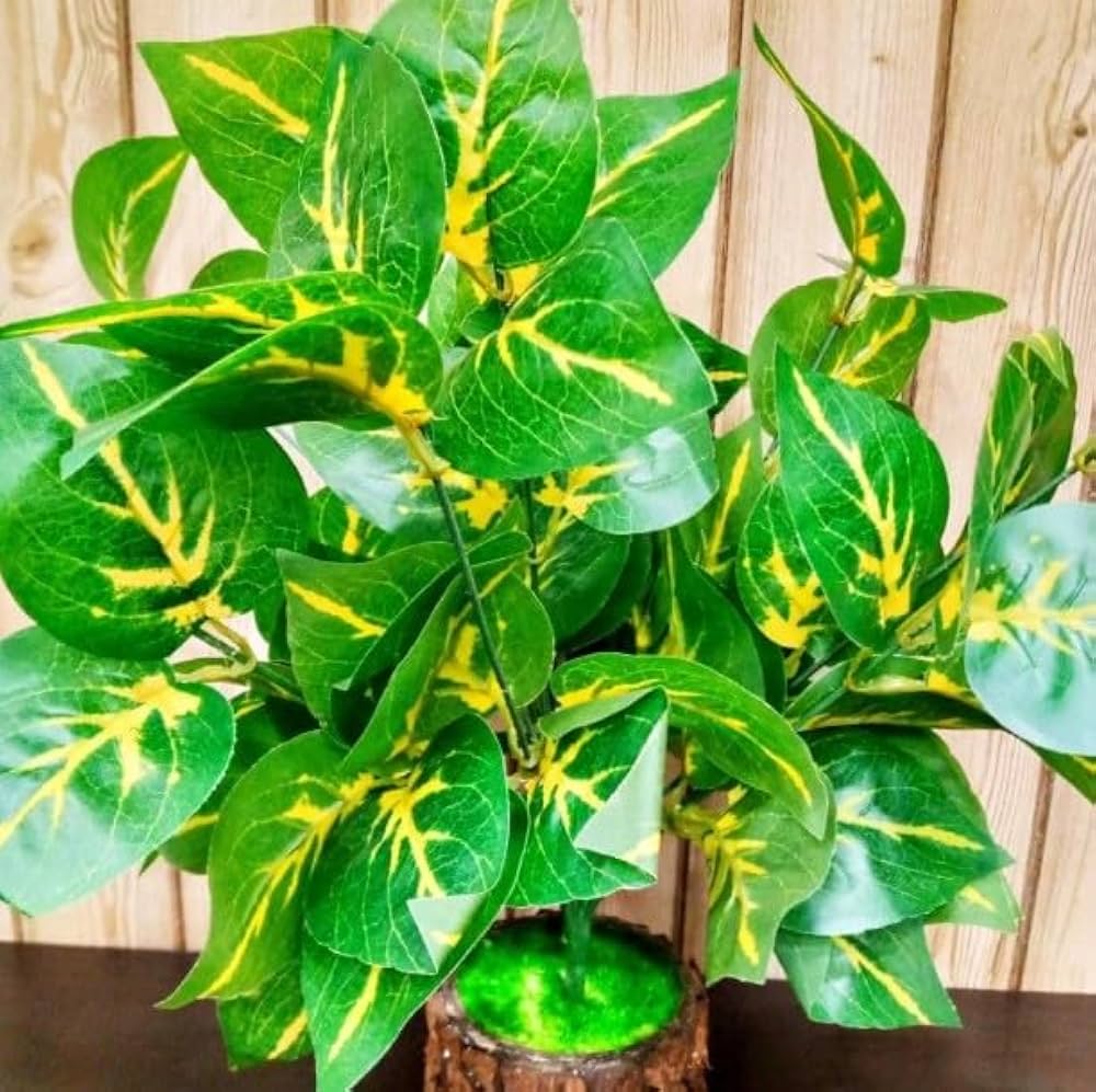 money plant( মানি প্লান্ট)