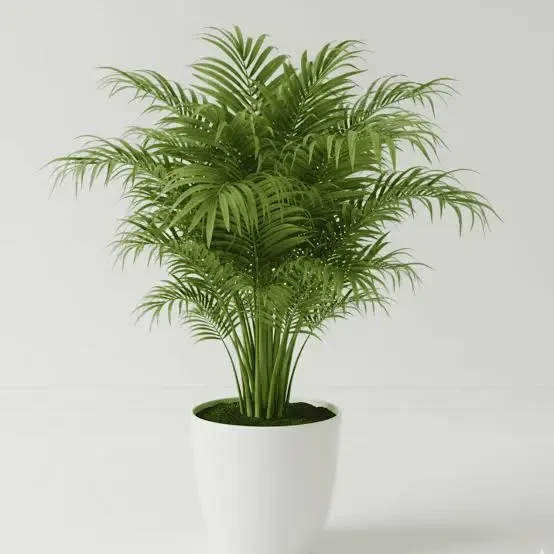 Areca palm plant