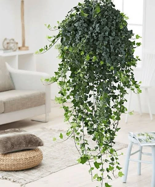 Hanging Basket Plant